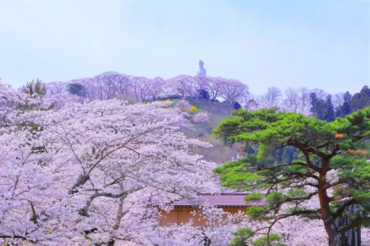 東北櫻花大集合．鐵道花見之旅9日 行程說明（圖 5）