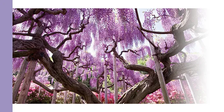 立山黑部雪牆奇景開山了!春遊賞花7日 行程說明（圖 12）
