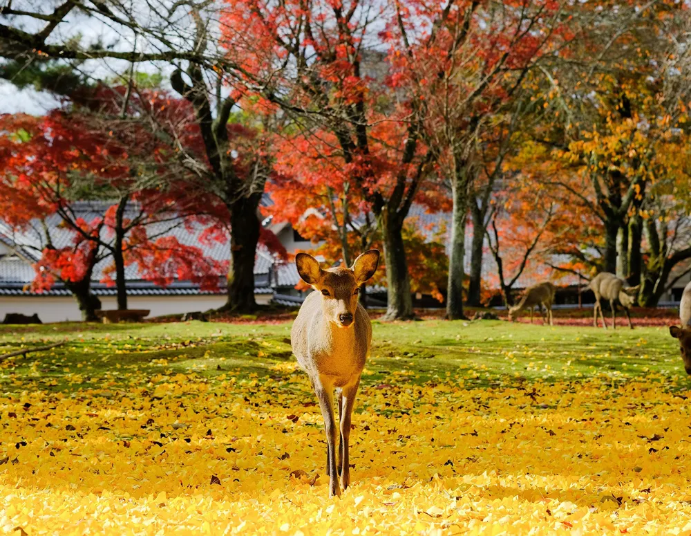 走進關西秘境．秋季楓紅與海之京都7日