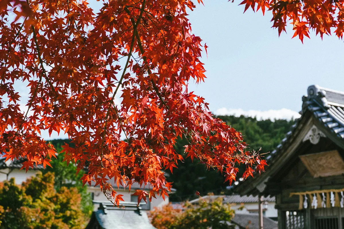 楓紅映照的學問之地‧太宰府天滿宮