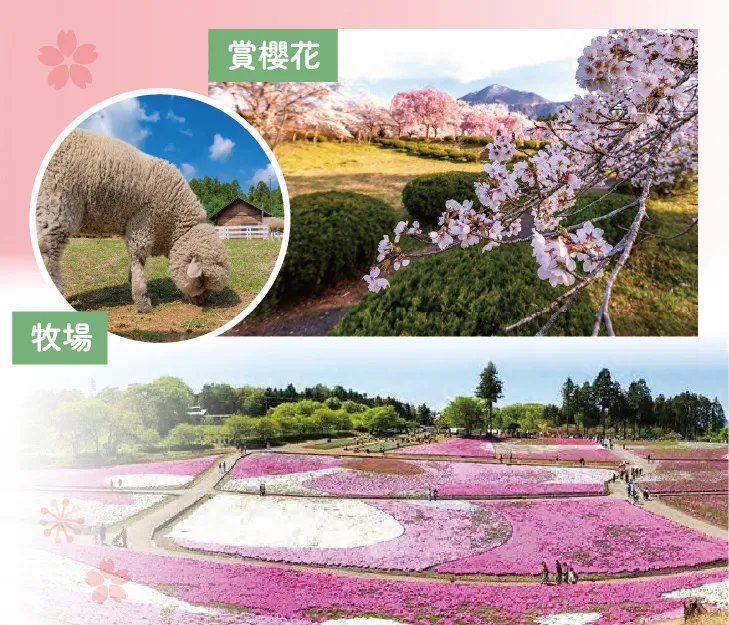 搭櫻花列車追春天‧秩父新潟佐渡8日 行程說明（圖 5）