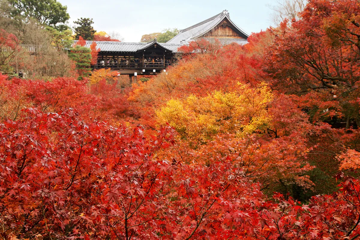 火紅楓葉的秋日舞台‧東福寺
