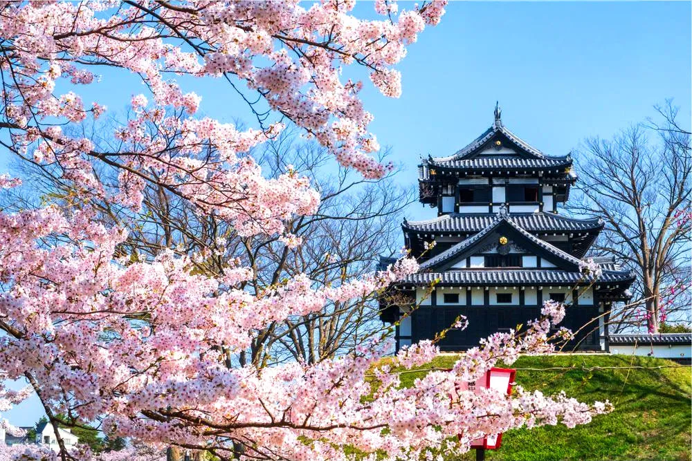 搭櫻花列車追春天‧秩父新潟佐渡8日 Day 3 住宿飯店→小諸懷古園★日本賞櫻100選→高田城址公園★賞櫻名所（圖 2）