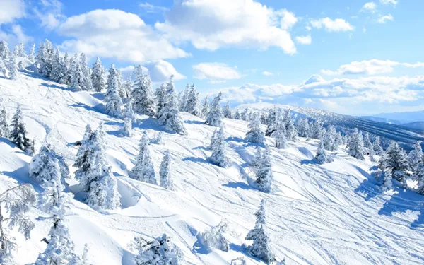 雙樹冰夢幻登場!日本東北雪國7日