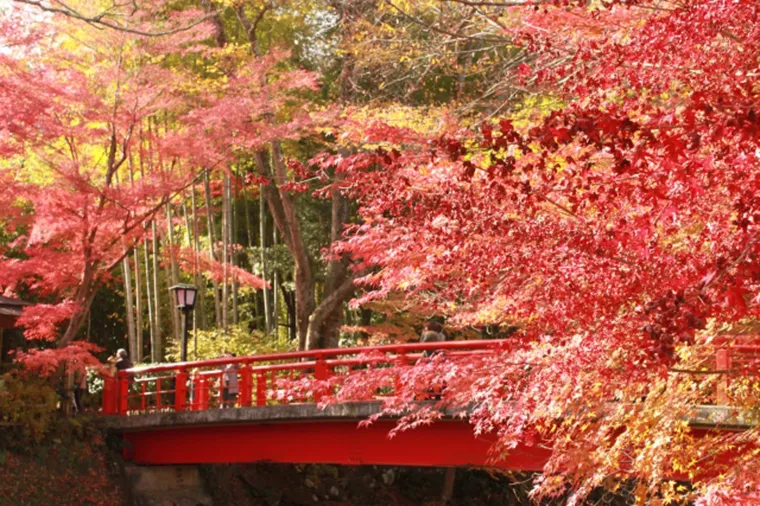 一趟玩遍秋日名景!東京.名古屋.伊豆 賞楓7日遊
