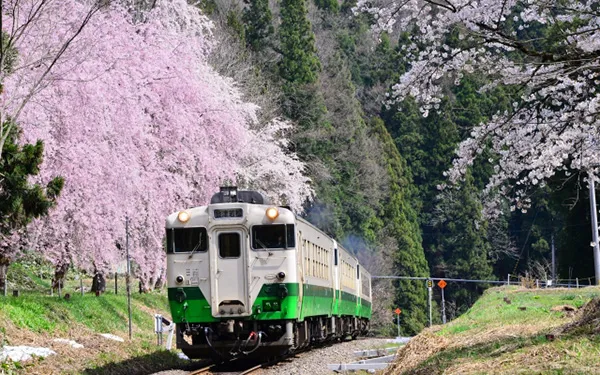 搭櫻花列車追春天‧秩父新潟佐渡8日
