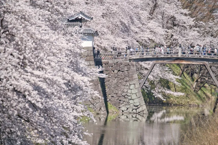 東北櫻花大集合．鐵道花見之旅9日 行程說明（圖 4）