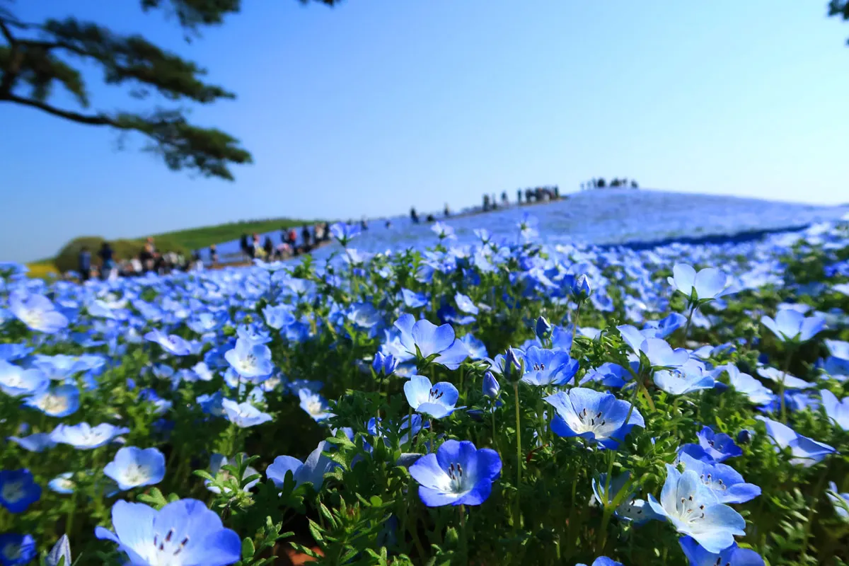 立山黑部雪牆奇景開山了!春遊賞花7日 Day 2 住宿飯店→國營常陸海濱公園(粉蝶花)→栃木縣足利市藤花公園（～大藤節4/18－5/20）→住宿飯店（圖 1）