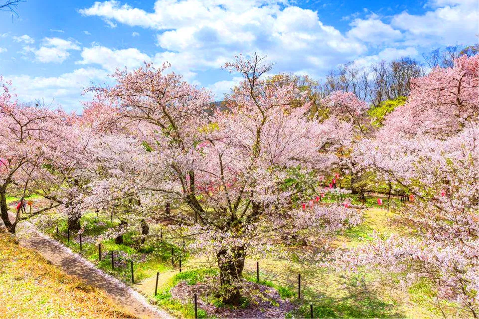 搭櫻花列車追春天‧秩父新潟佐渡8日 Day 3 住宿飯店→小諸懷古園★日本賞櫻100選→高田城址公園★賞櫻名所（圖 1）
