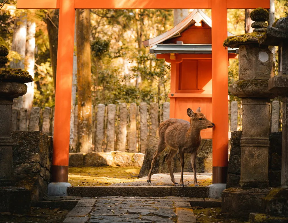 走進關西秘境．秋季楓紅與海之京都7日